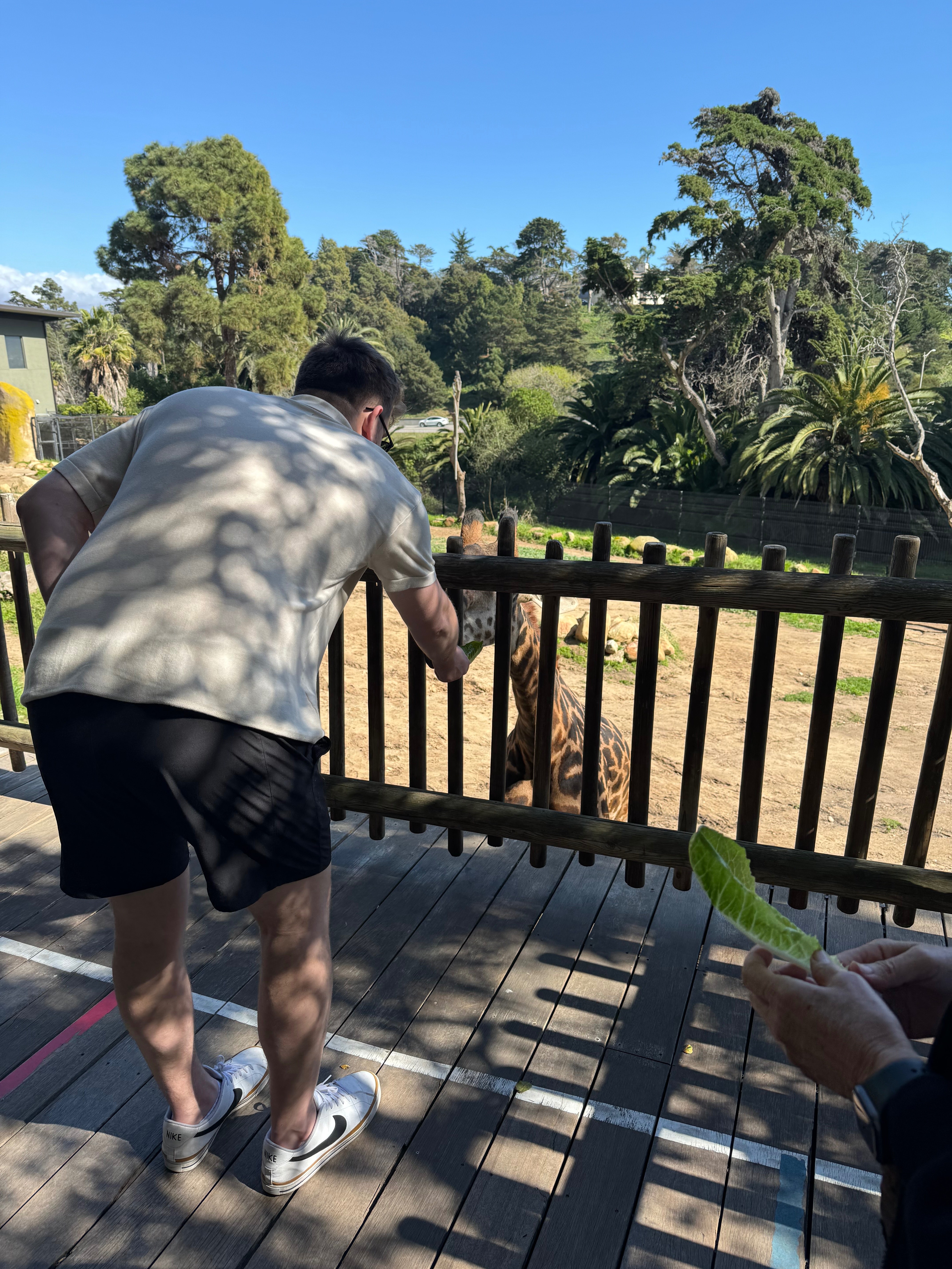 Feeding giraffes at Santa Barbara Zoo